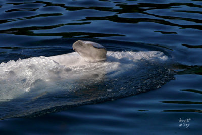 whalebel4061_Beluga Whale
