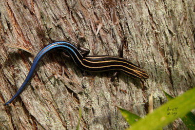 skink5l7037_Five-lined Skink