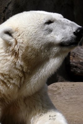 bearpolar4324_Polar Bear