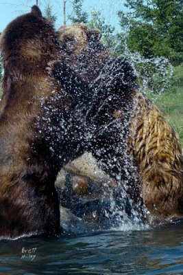 beargr3863_Grizzly Bear