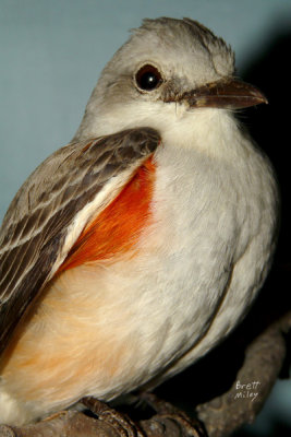 flycatchst6391_Scissor-tailed Flycatcher