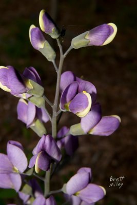 bapaus2985_Blue Wild Indigo 