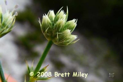 erycun1189_Eryngium cuneifolium