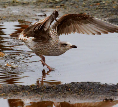 seagull takeoff 2.jpg