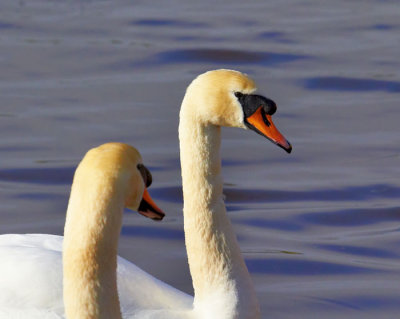 swans 3.jpg