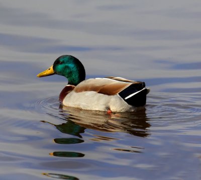 mallard duck 2.jpg