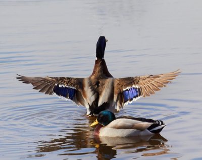 mallard ducks 1.jpg