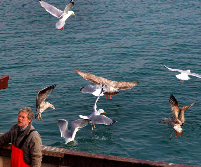 fisherman and sea birds.jpg