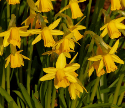 daffodils 2.jpg