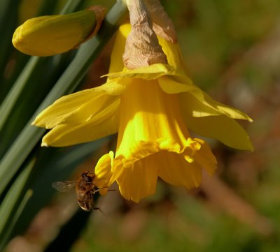daffodil and bee.jpg