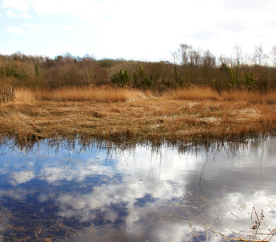 reed beds .jpg