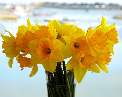 vase of daffodils