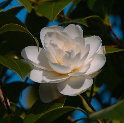 white flower .jpg