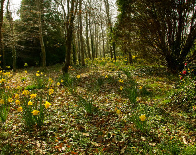 woodland .jpg