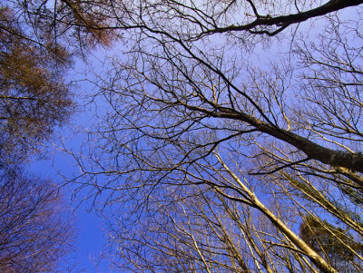 trees and sky