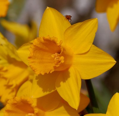 bug on a daff .jpg