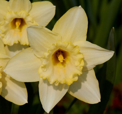 daff 7.jpg