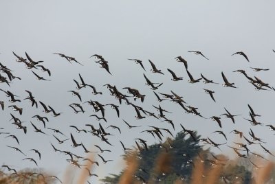 brent geese 8.jpg