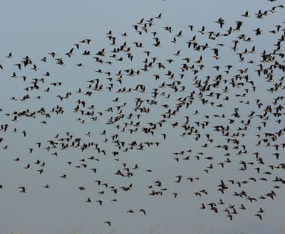 brent geese .jpg