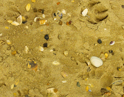 seashells .jpg
