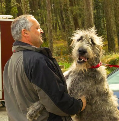 irish wolfhound 2.jpg