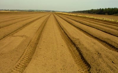 beds for planting .jpg