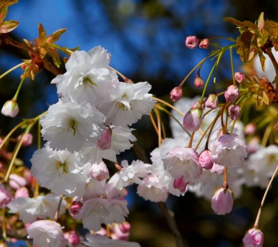 flowering cherry 1.jpg