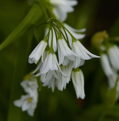 wild flowers .jpg