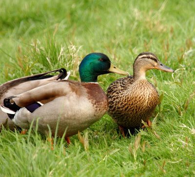 male and female mallards.jpg