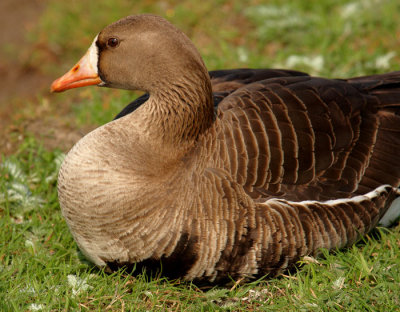 greenland white fronted goose.jpg