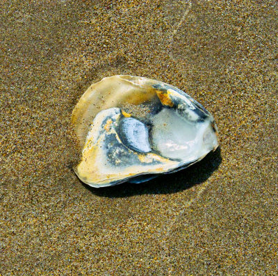 sea shell 5.jpg