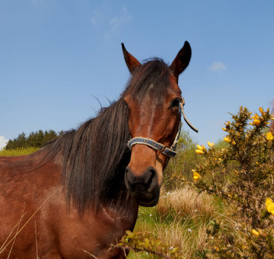 horses 2.jpg