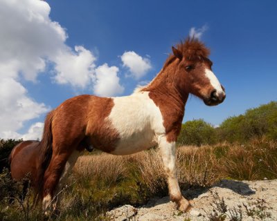 pony 1.jpg