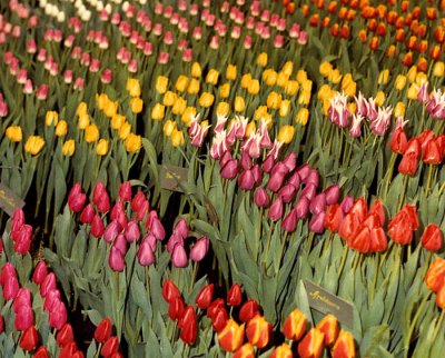 tulips .jpg