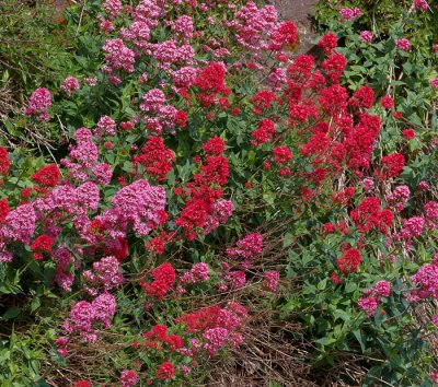red valerian