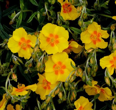 pansies .jpg