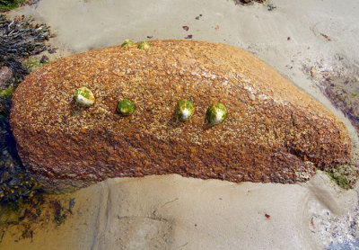 rock 5.jpg