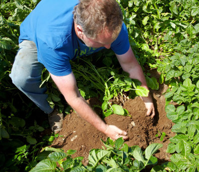 potato grower 3.jpg