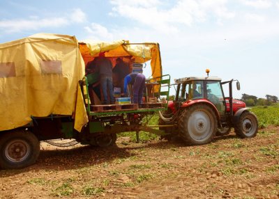potato harveting 3.jpg
