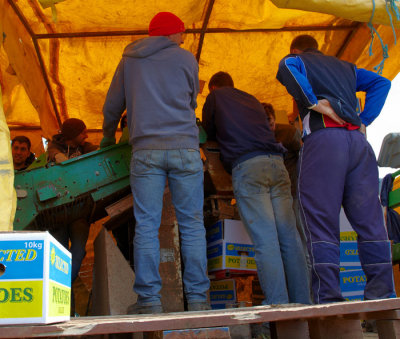 potato harvesting 7.jpg