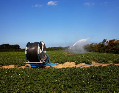 irrigating potatoes 1.jpg