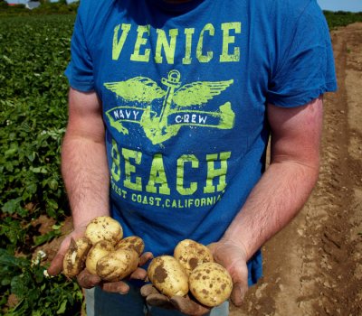 shy potato grower .jpg