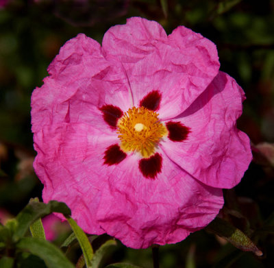 wild rose 2.jpg