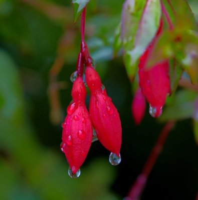 fuschia 1.jpg
