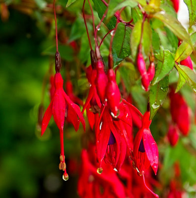 fuschia .jpg