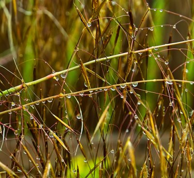 raindrops on grass.jpg