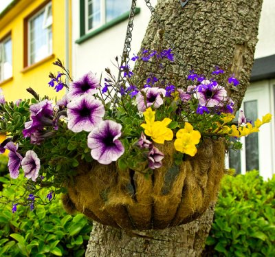 flower basket 1.jpg