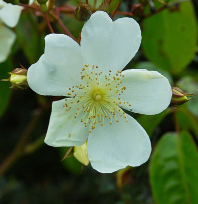 wild barmble flower 2.jpg