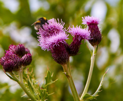 thistle flower and bee 1.jpg