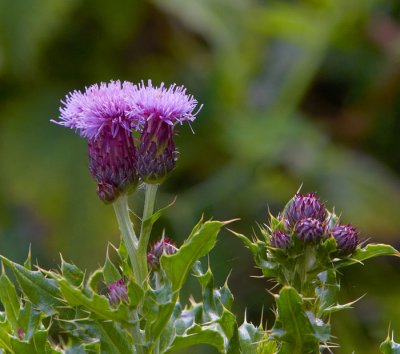 thistle flower .jpg